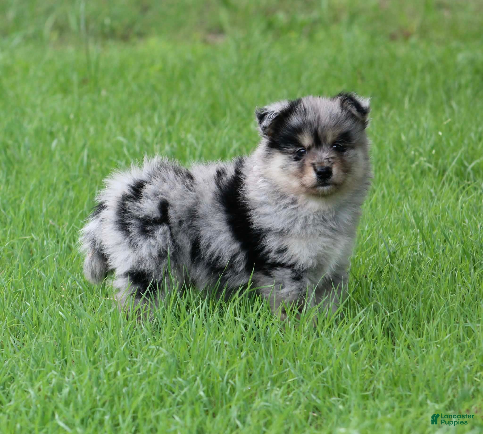 Pomsky dogs Aster - Ad 2