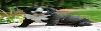 Banjo