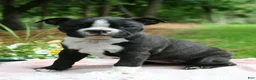Boston Terrier dogs for sale: Banjo - Ad 1