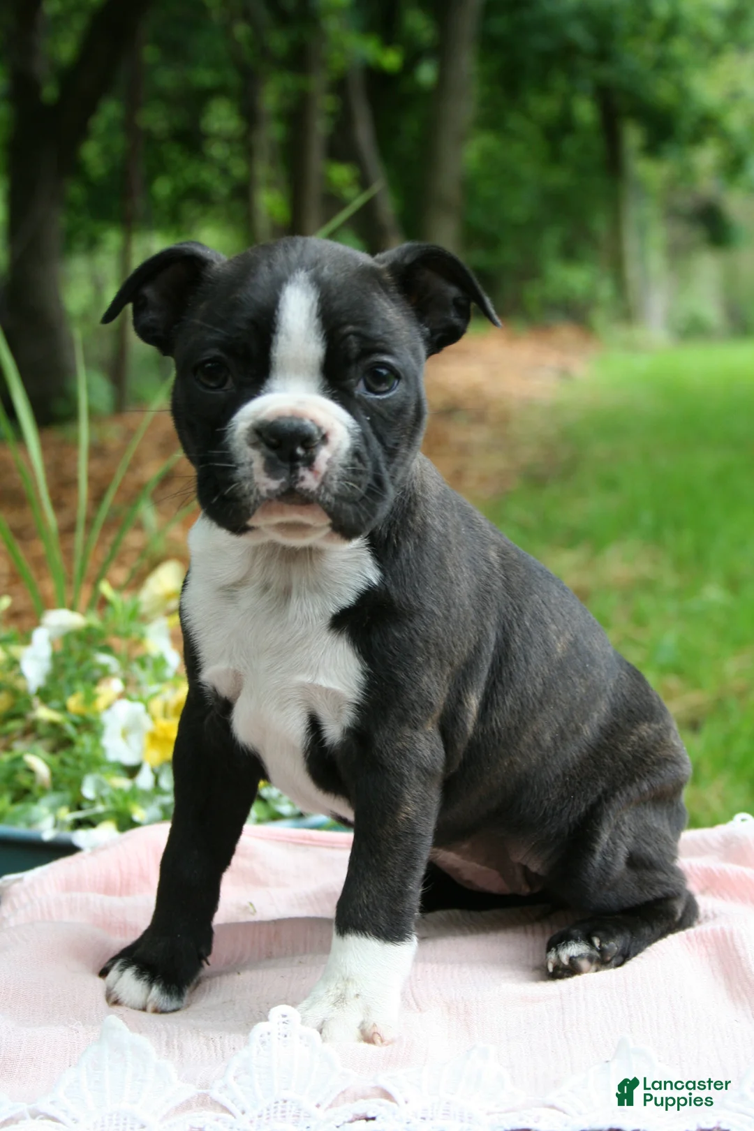 Boston Terrier dogs for sale: Banjo - Ad 1