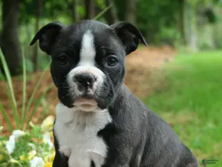 Boston Terrier dogs Banjo - Ad 38