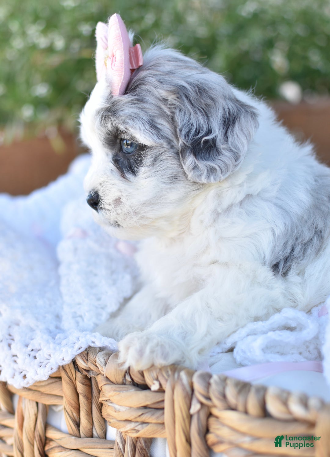 Mixed Breed dogs for sale: Dream - Ad 4