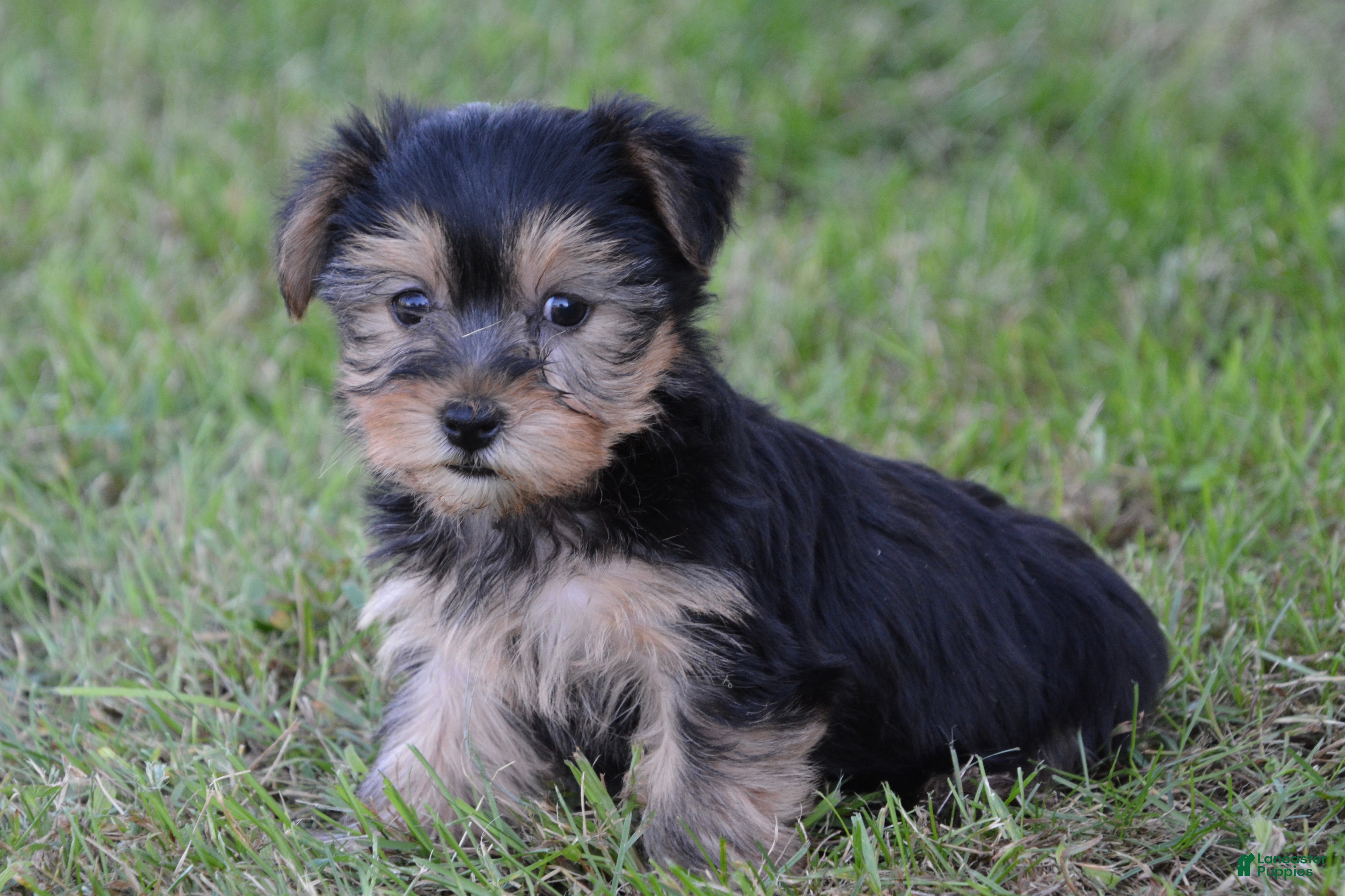 Yorkshire Terrier dogs Jackie - Ad 2