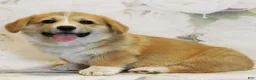 Welsh Corgi Pembroke dogs for sale: Crew - Ad 1