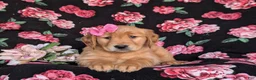 Golden Retriever dogs for sale: Lydia - Ad 5
