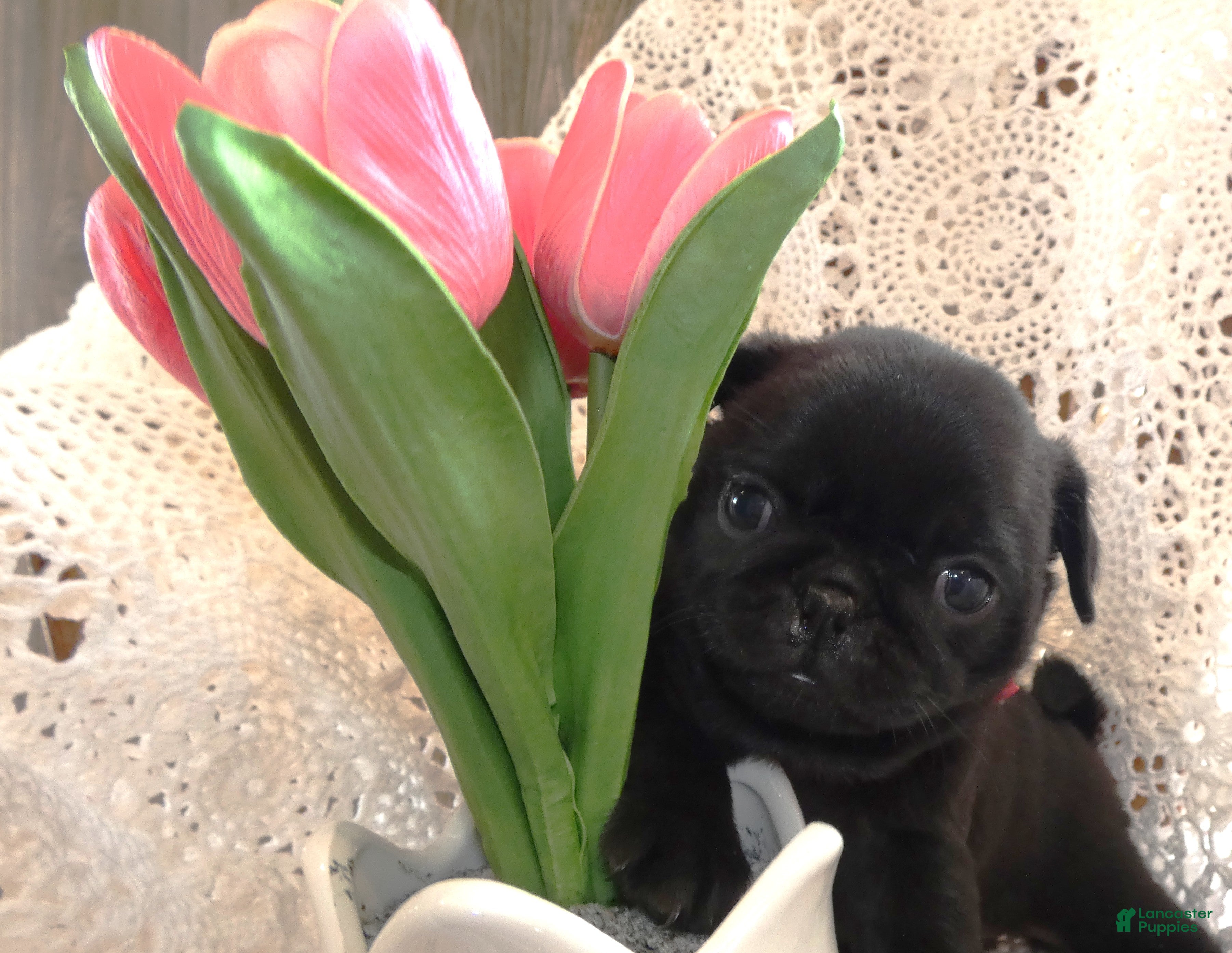 Pug dogs Pug 3 Minzi - Ad 42