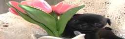 Pug dogs for sale: Pug 3 Minzi - Ad 1