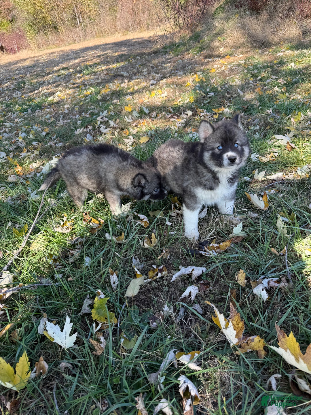 Siberian Husky dogs for sale: Sabrina - Ad 3
