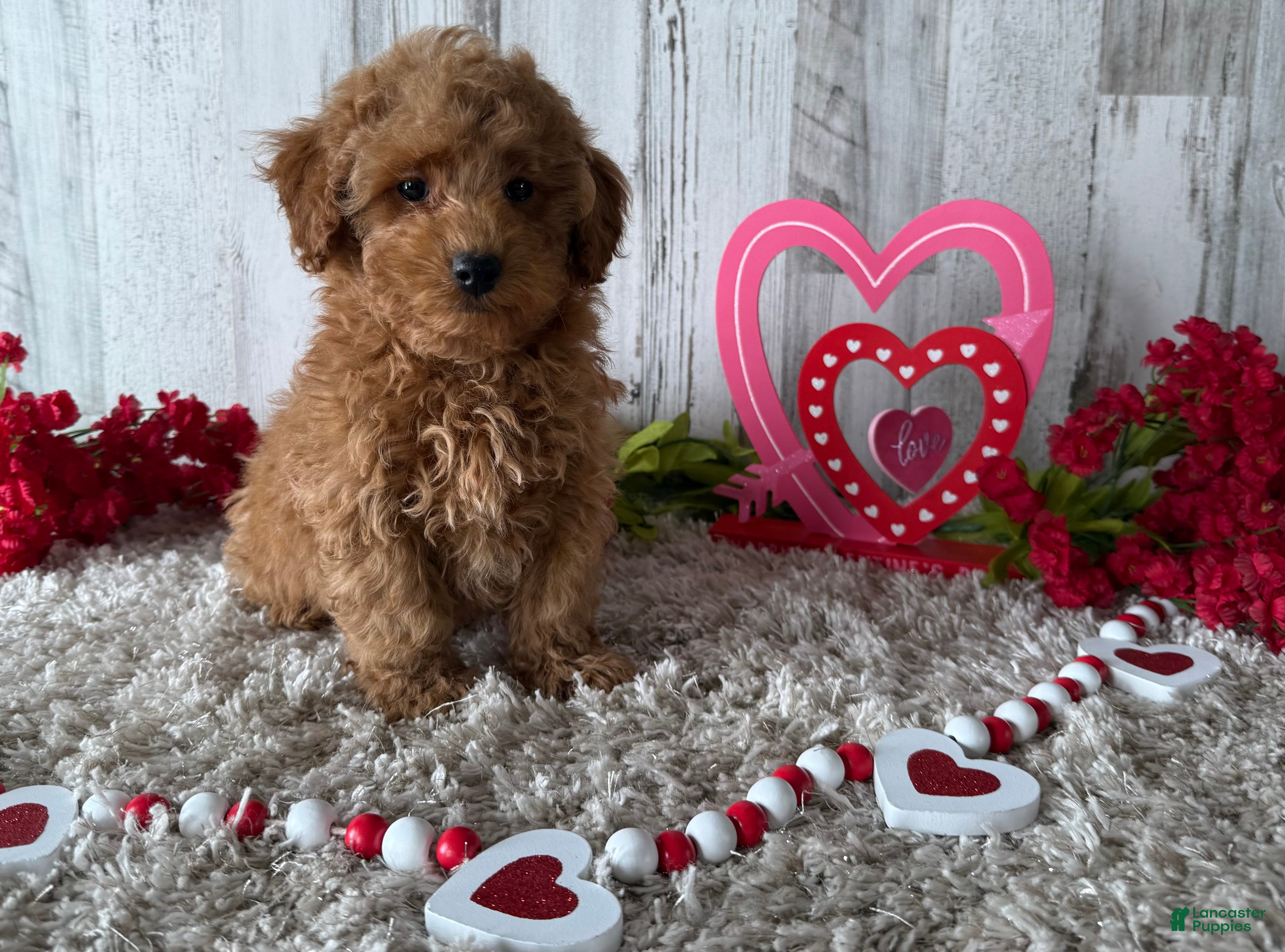 Toy Poodle dogs Tyson - Ad 18