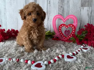 Toy Poodle dogs Tyson - Ad 18