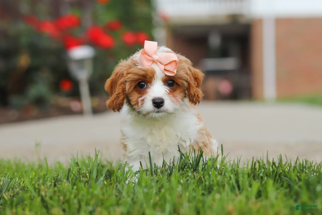 Cavapoo dogs for sale: Gracie - Ad 1