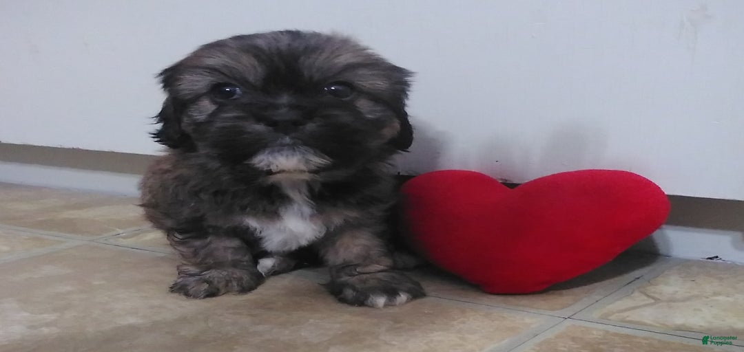 Gallery Image {{count}}