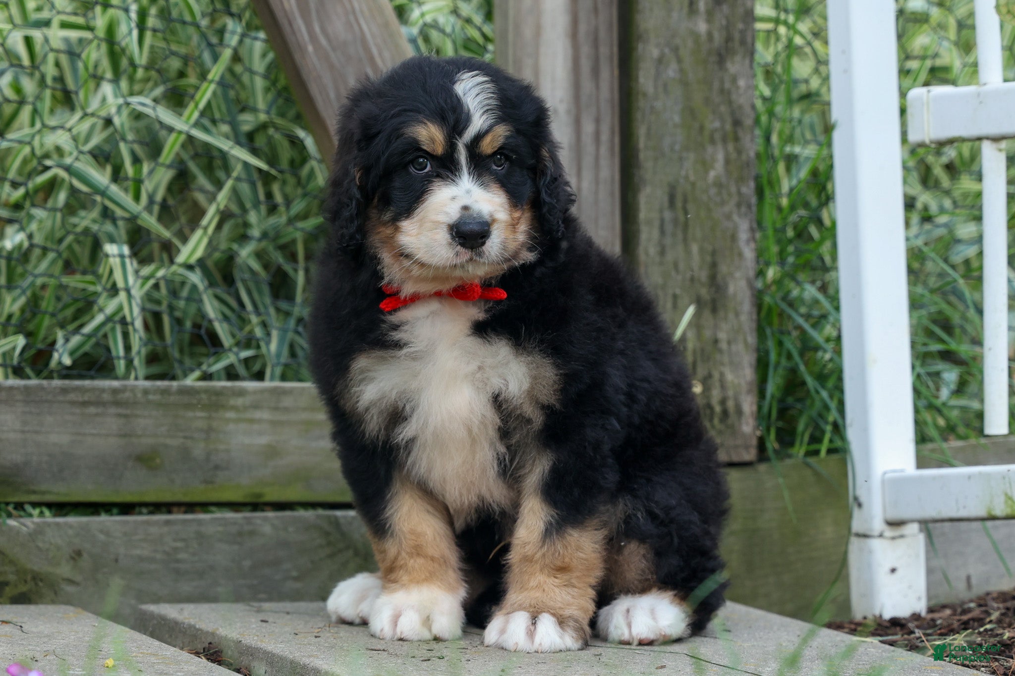 Bernedoodle dogs  Dylan 🐾 - Ad 1