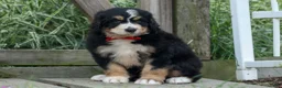 Bernedoodle dogs for sale:  Dylan 🐾 - Ad 1