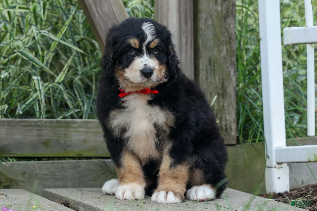 Bernedoodle dogs for sale:  Dylan 🐾 - Ad 1
