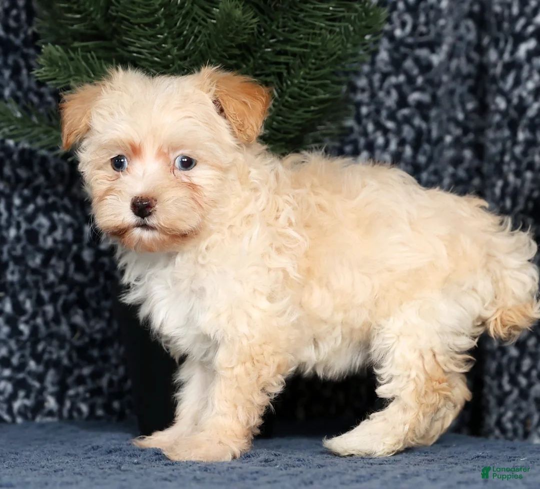 Havapoo dogs for sale: Jessica - Ad 5