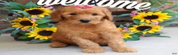 Goldendoodle dogs for sale: Remy - Ad 7