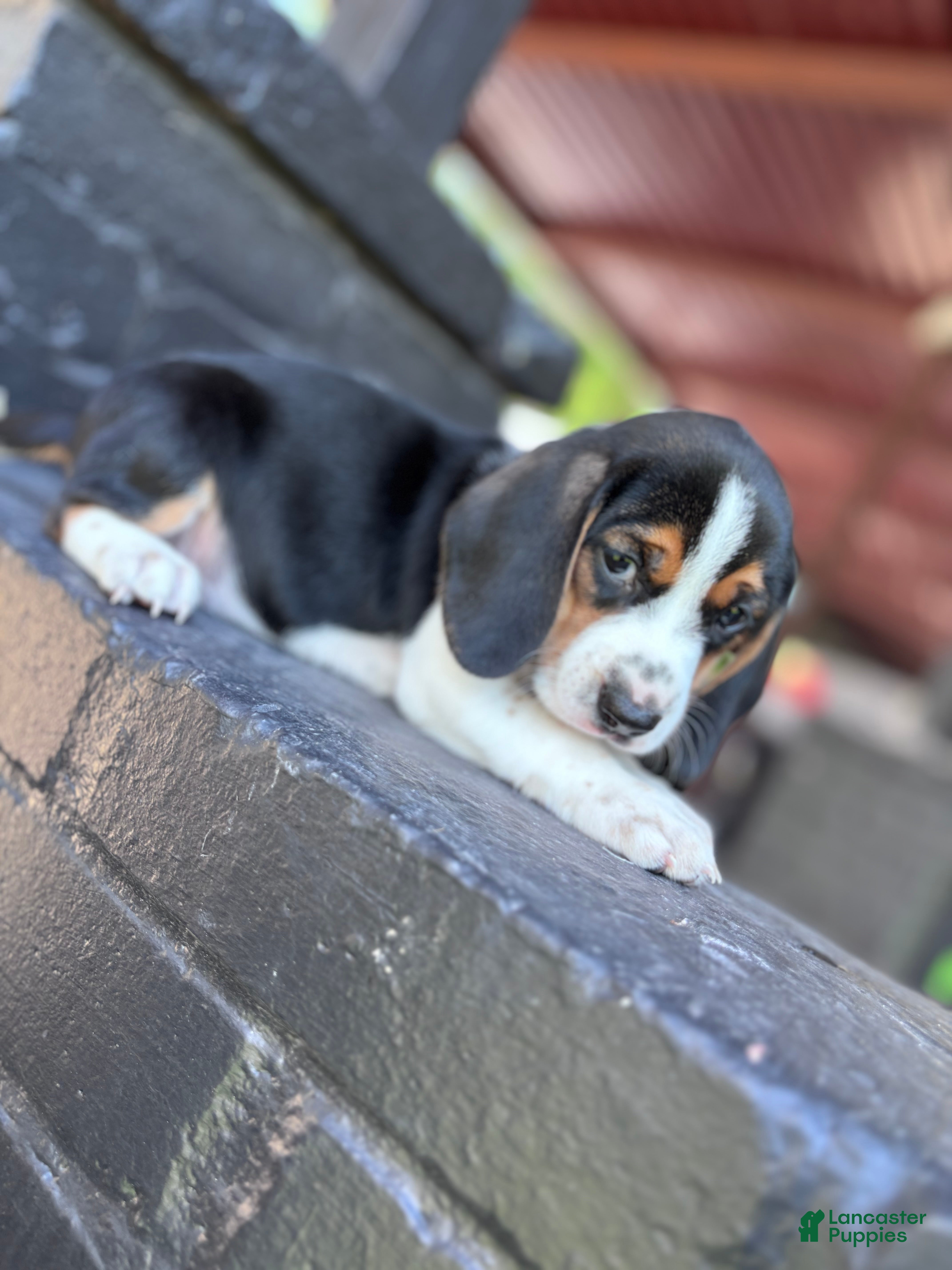 Beagle dogs Blossom ❤️ - Ad 1