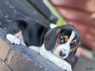 Beagle dogs for sale: Blossom ❤️ - Ad 3