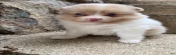 Pomeranian dogs for sale: Andy - Ad 14