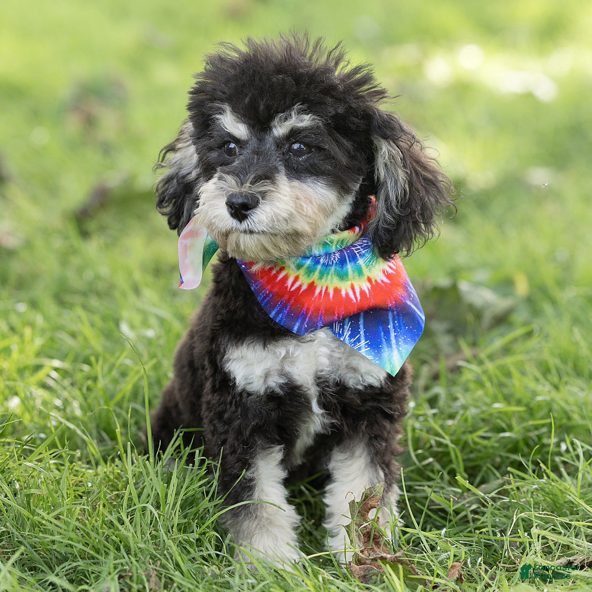 Maltipoo dogs Woody Maltipoo  - Ad 1