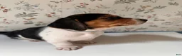 Mixed Breed dogs for sale: Marlin - Ad 3