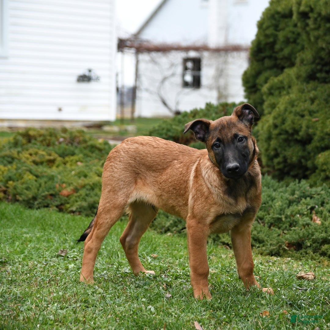 Belgian Malinois dogs for sale: Pablo  - Ad 3