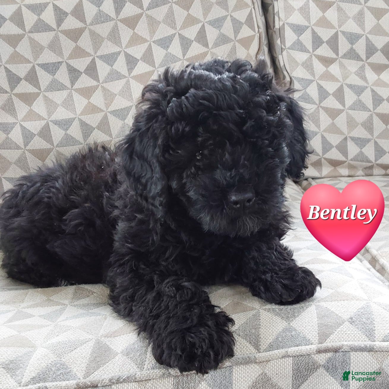 Mixed Breed dogs for sale: Mixed Breed Puppy 1 - Ad 1