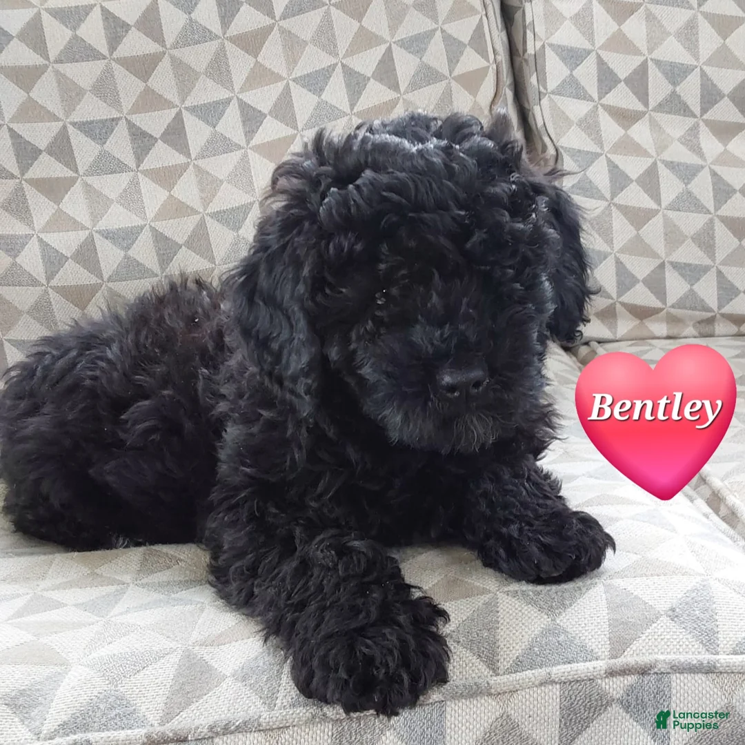 Mixed Breed dogs for sale: Mixed Breed Puppy 1 - Ad 1