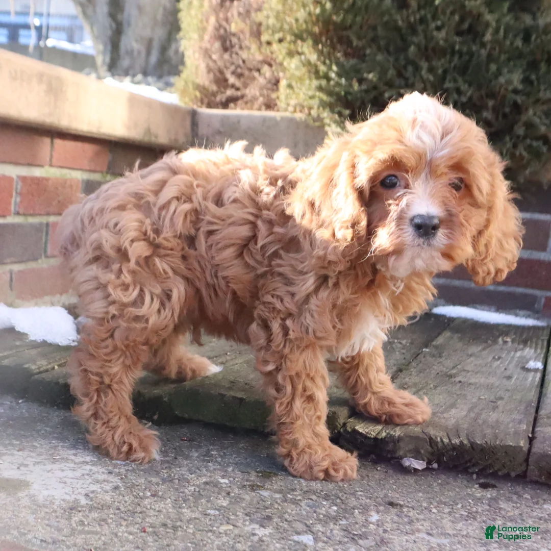 Cavapoo dogs for sale: Willie - Ad 3