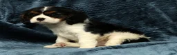 Cavalier King Charles Spaniel dogs for sale: Twixy - Ad 9