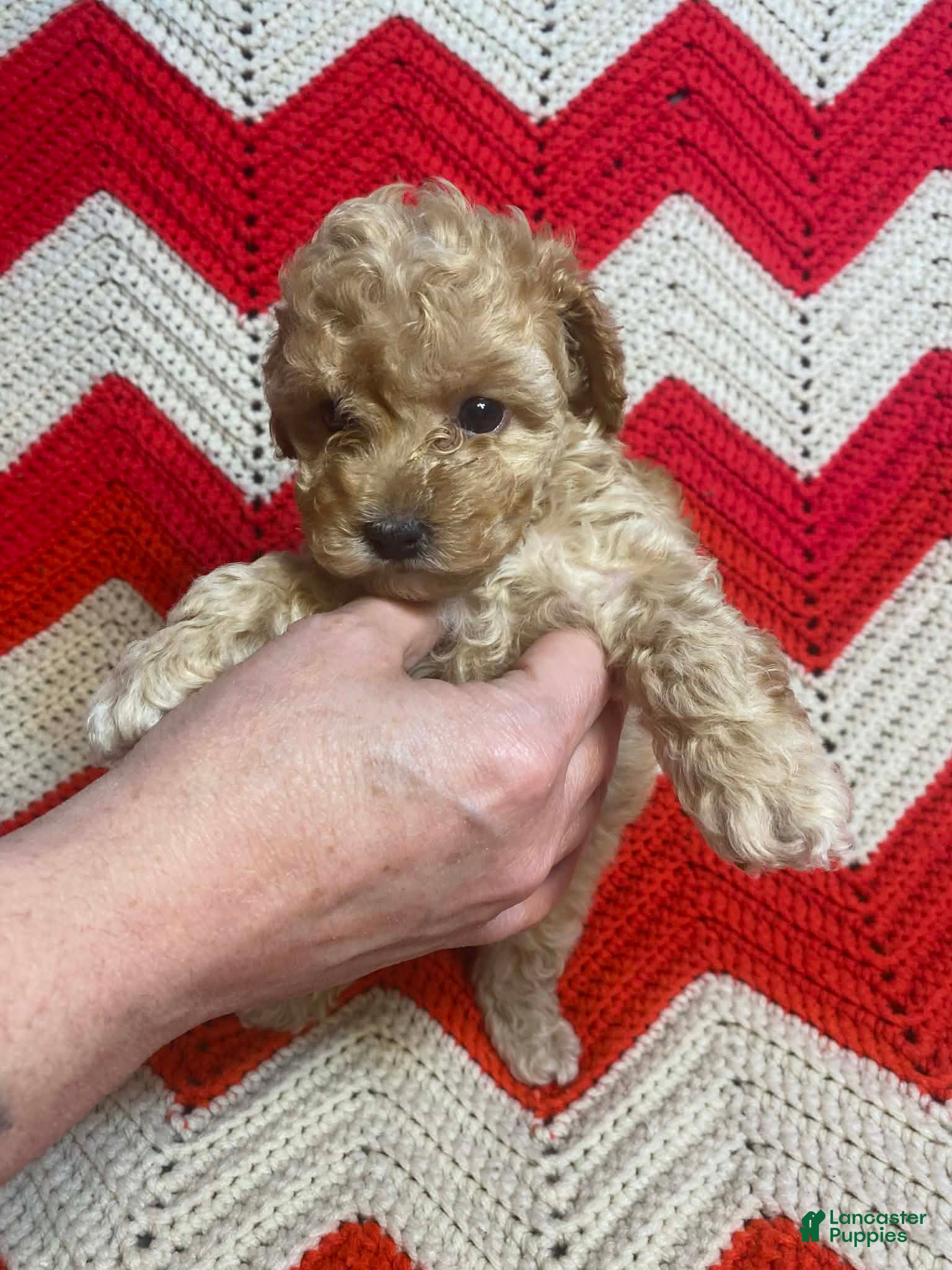 Maltipoo dogs Blossom  - Ad 40