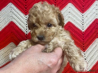 Maltipoo dogs Blossom - Ad 40