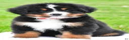 Bernese Mountain Dog dogs for sale: Rick - Ad 2