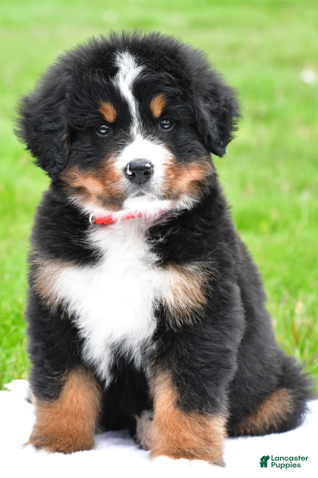 Bernese Mountain Dog dogs for sale: Rick - Ad 2