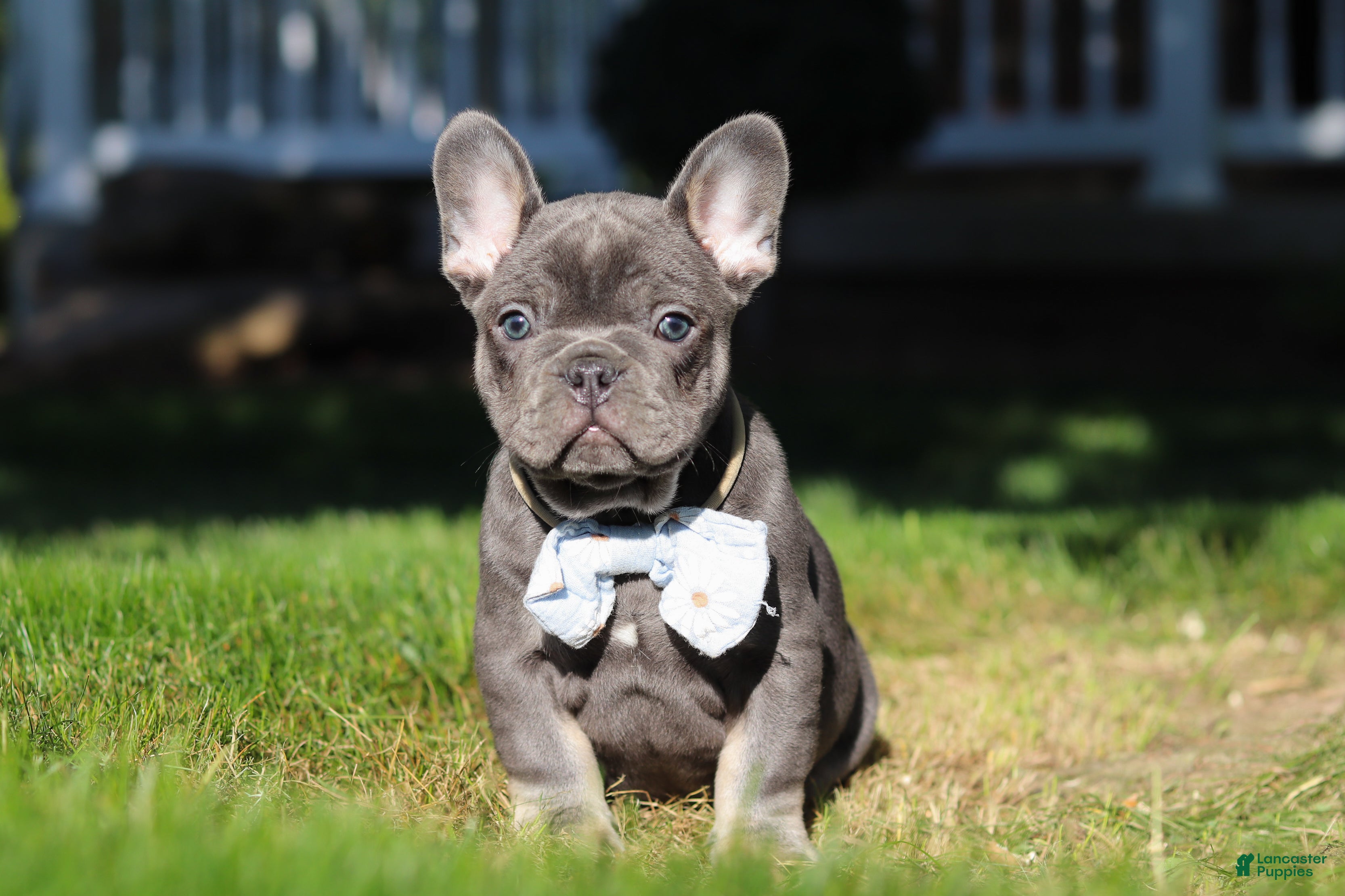 French Bulldog dogs for sale: Marshall - Ad 7