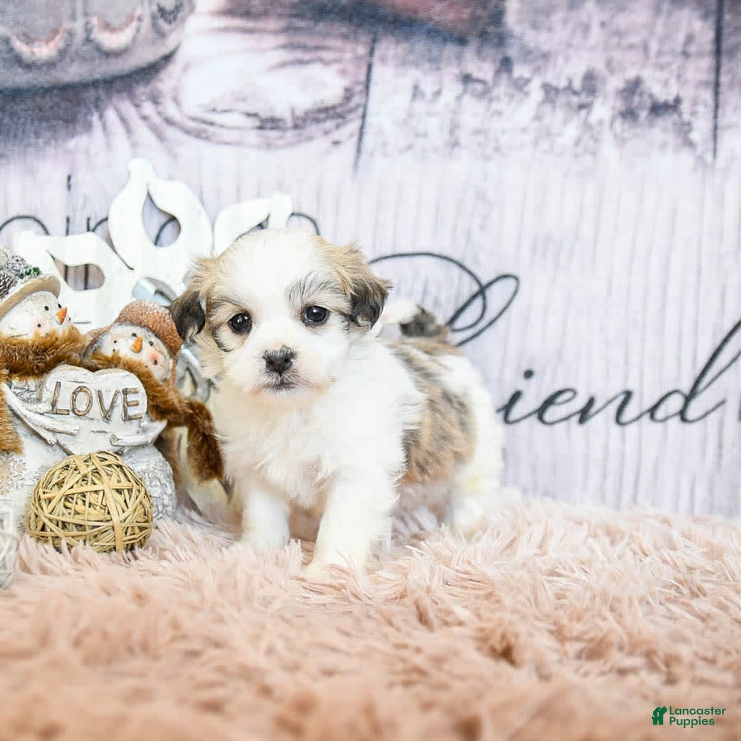 Gallery Image {{count}}