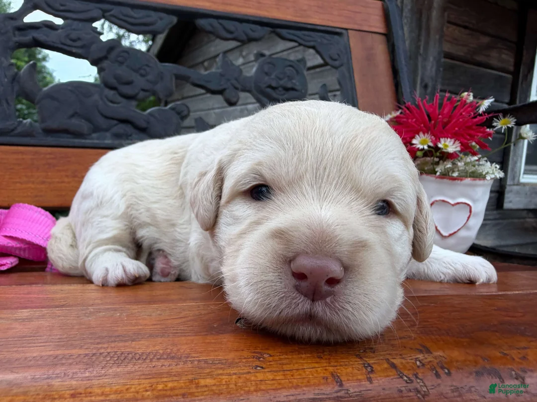 Labradoodle dogs for sale: Carly (Girl) - Ad 2