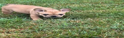 French Bulldog dogs for sale: Georgia - Ad 5