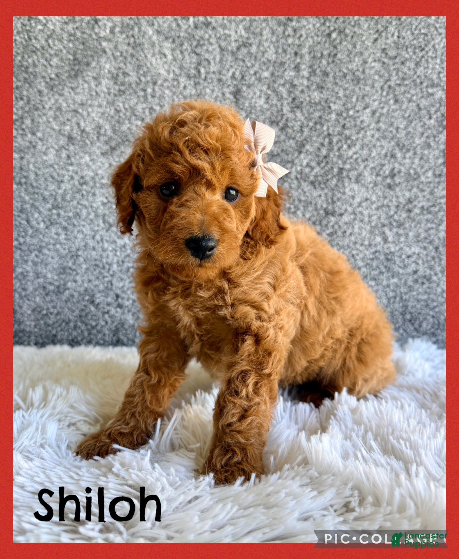 Mini Goldendoodle dogs for sale: Shiloh - Ad 1