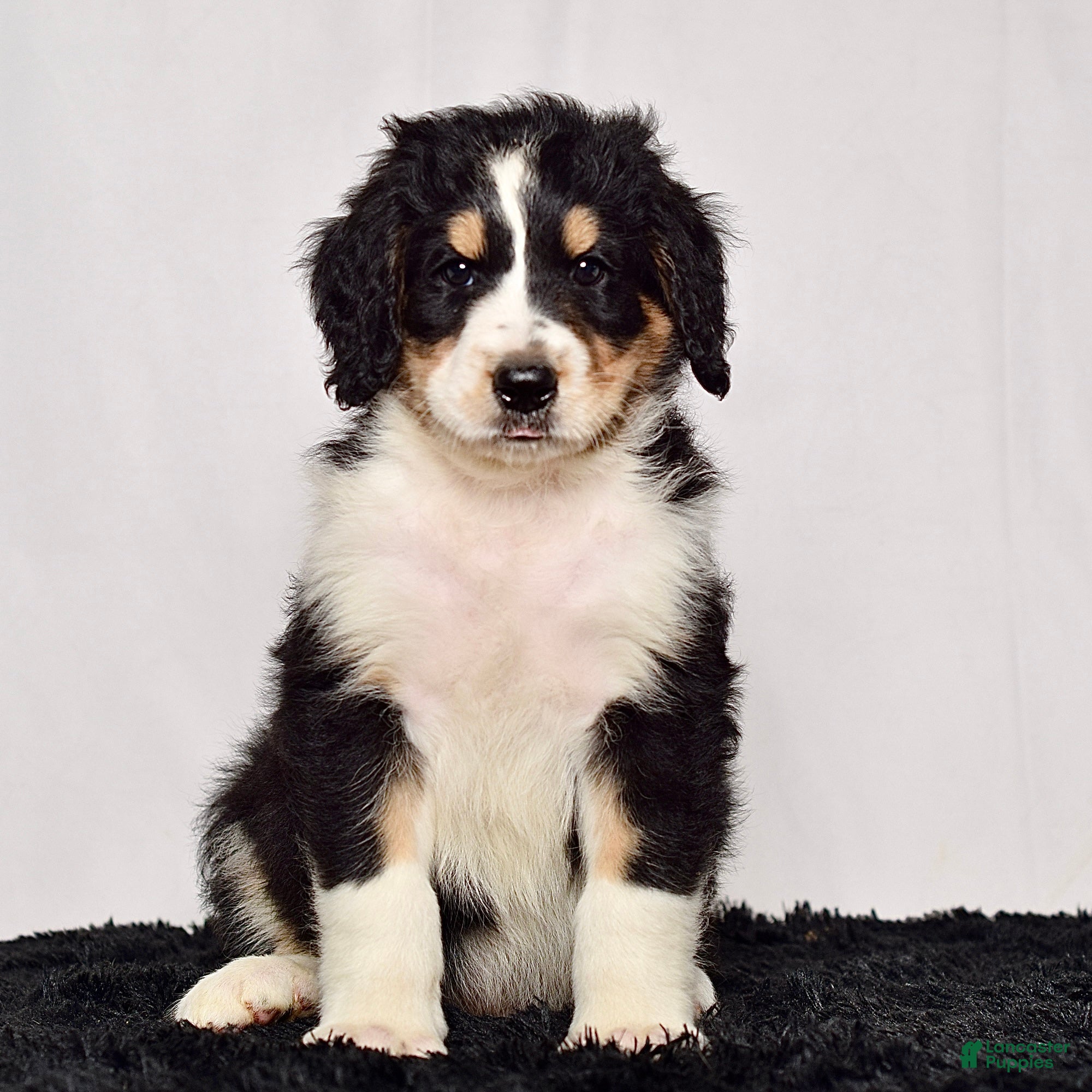 Bernedoodle dogs Mr. Hudson - Ad 1