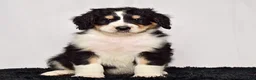 Bernedoodle dogs for sale: Mr. Hudson - Ad 1