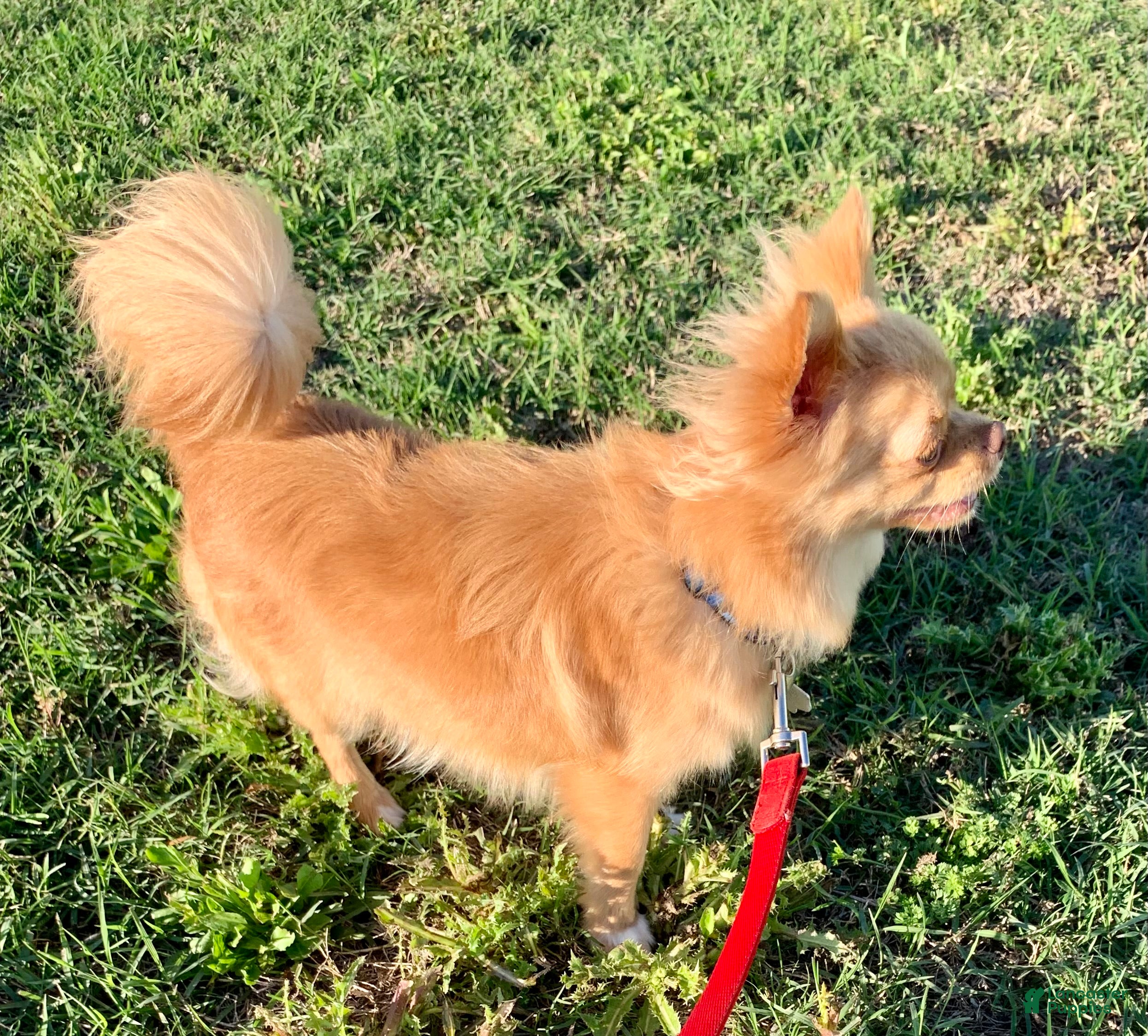 Chihuahua dogs for sale: Hercules  - Ad 3
