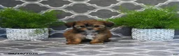 Shorkie dogs for sale: Olena  - Ad 4