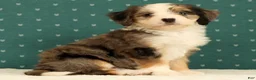 Mini Bernedoodle dogs for sale: Beauty - Ad 8