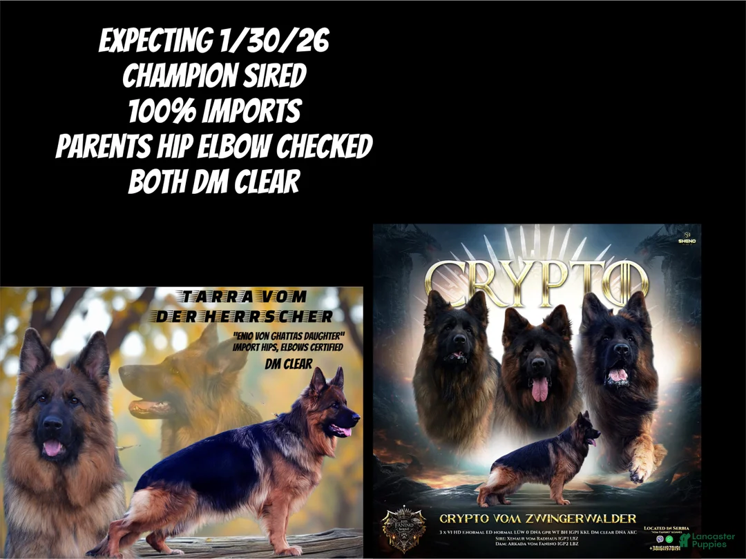 German Shepherd dogs for sale: Lh Champion bred import girl - Ad 20