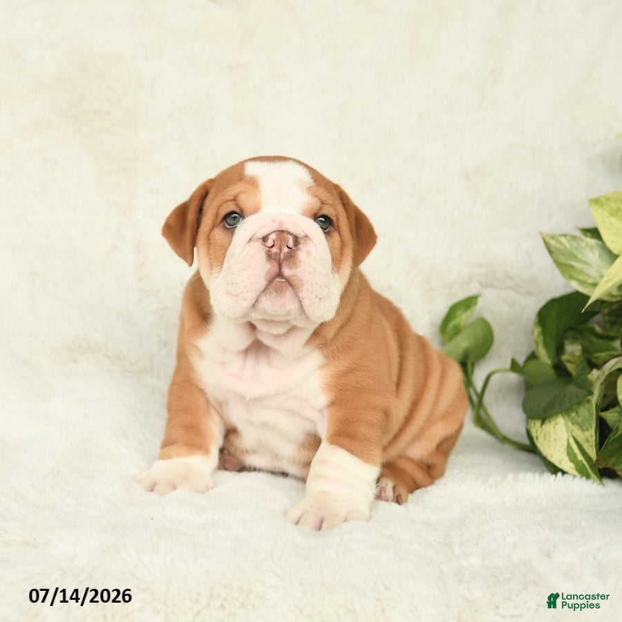 English Bulldog dogs Tonka - Ad 1