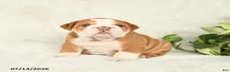English Bulldog dogs for sale: Tonka - Ad 1