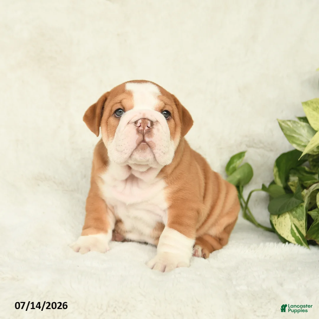 English Bulldog dogs for sale: Tonka - Ad 1