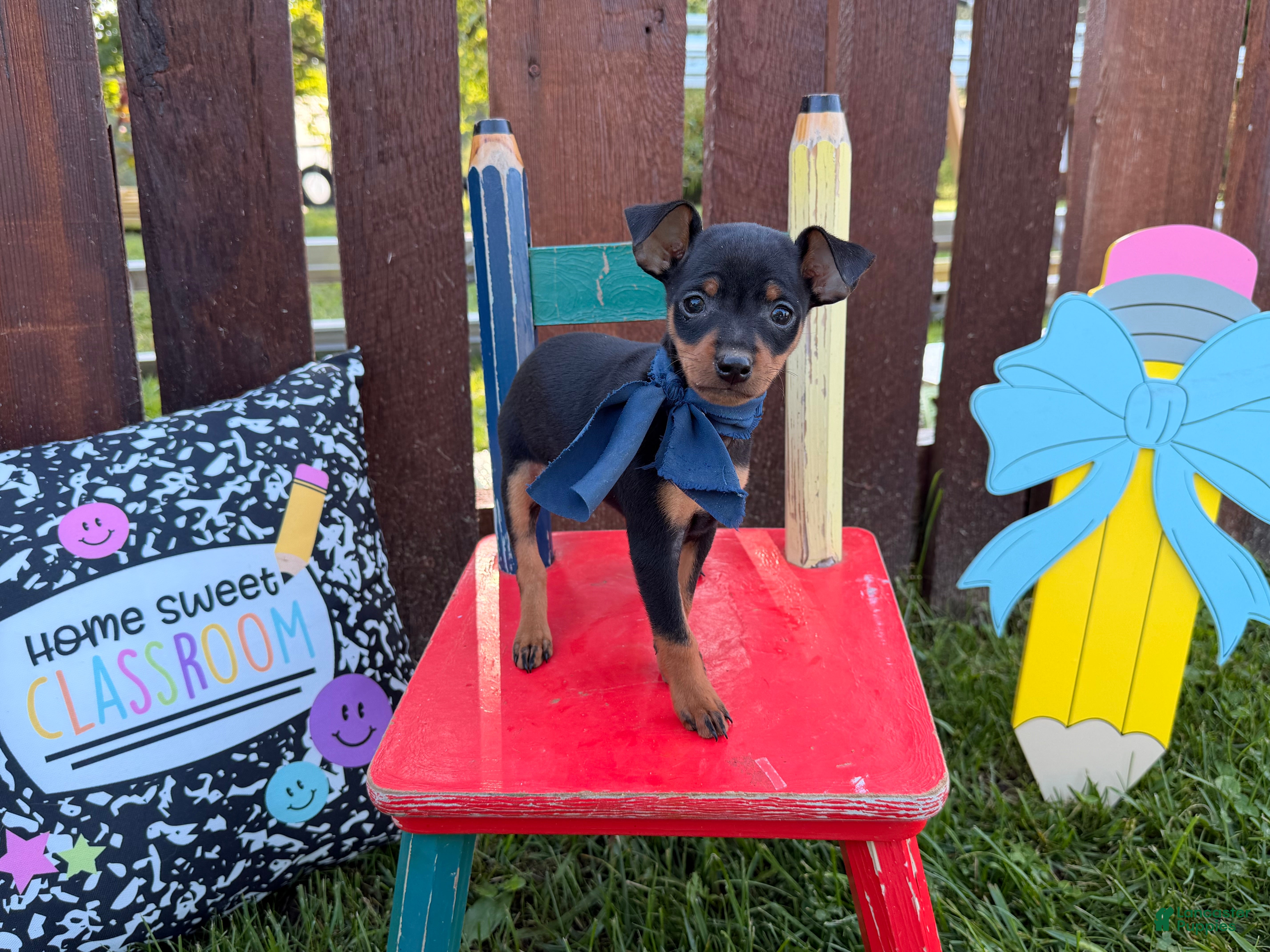 Miniature Pinscher dogs Mischief  - Ad 2